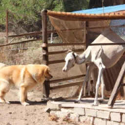Un chien mélanger à un chameau