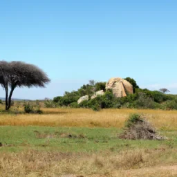 Savane