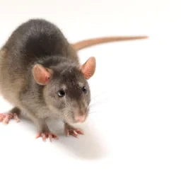 un rat