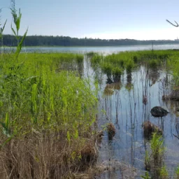 Kuva palavasta EU lipusta