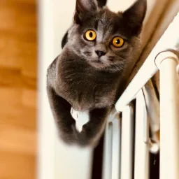 J’aimerais voir un chat dans la cuisine