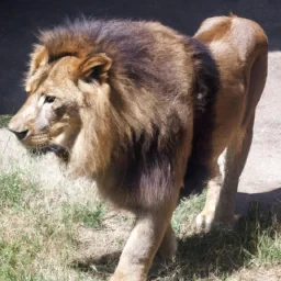 A lion