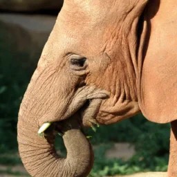 Strobery elefant
