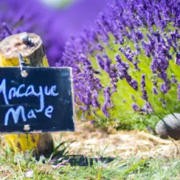 Test de meilleur ami