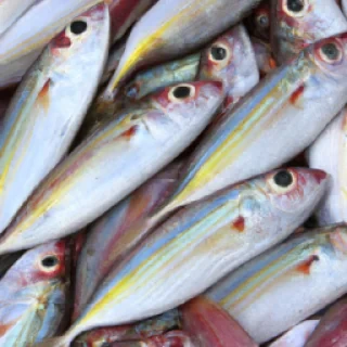 Feesh trade