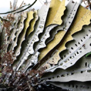 rosehelene.sainterose@gmail.com