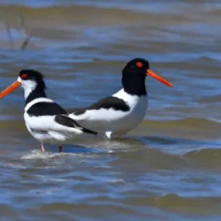 Pourquoi Jogg Jonathan s’est séparé de son copain Poli