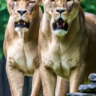 The lions