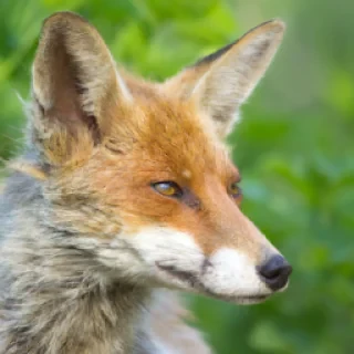 Fox