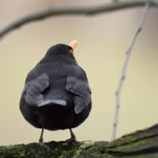 Je veux me désabonner  immédiatement