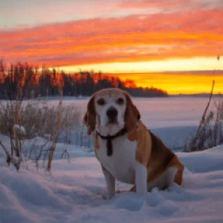 Tee minulle kuva missä on beagle joka juoksee auringonlaskussa