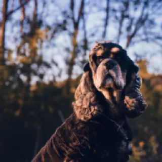 Un cocker américain noir et feu