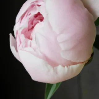 Pivoine jeune femme