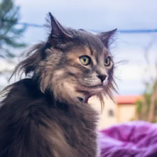Chat de fille
