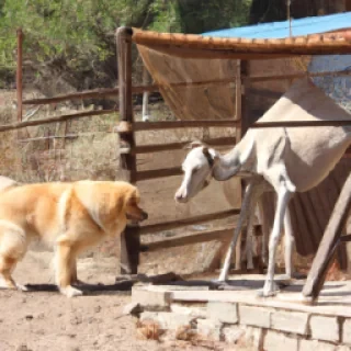 Un chien mélanger à un chameau