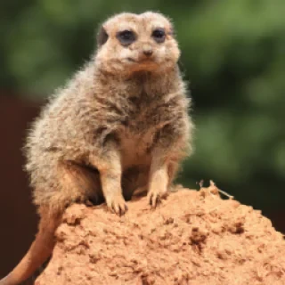 Des animaux