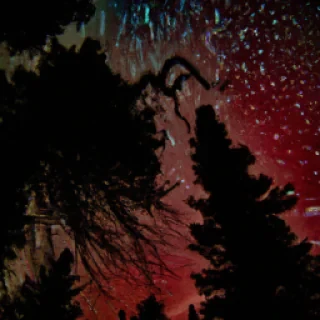 99 nuit dans la forêt