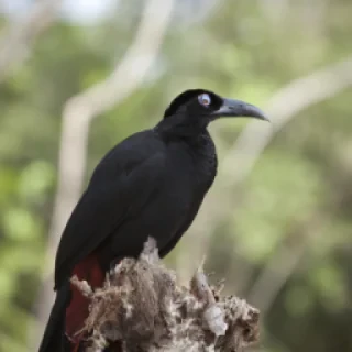 Theuatuacan