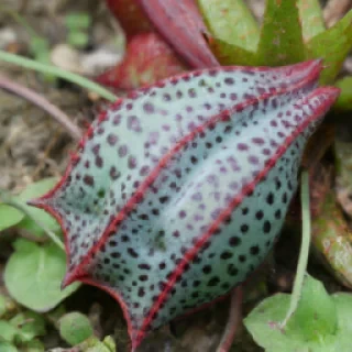 Diamondia survive 99 nights in the forest peliin