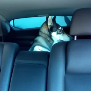 Loup dans voiture