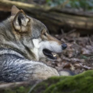 Loup