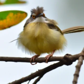 Cute angrybird