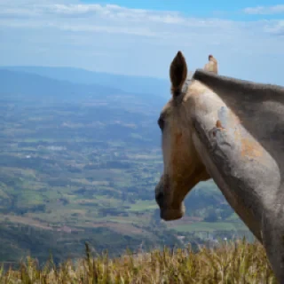 um cavalo branco enfrente um vale