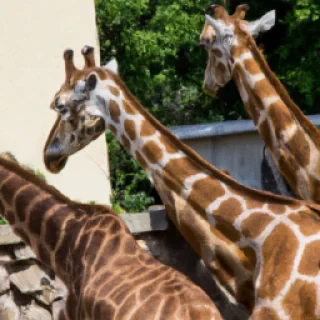 Le zoo