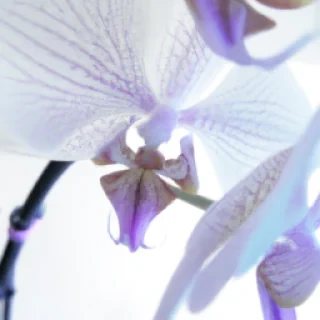 Je voudrais des anges blanc et des orchidees
