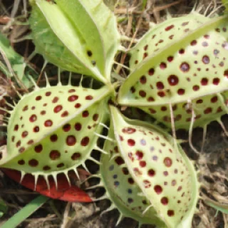 Diamondia survive 99 nights in the forest peliin