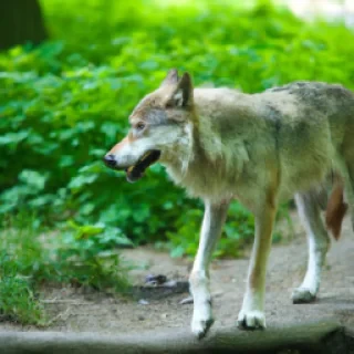 Wolf