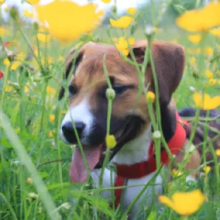 Poppy play Time