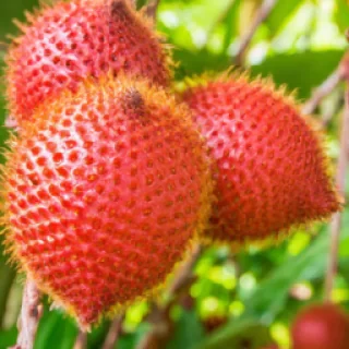Bloxfruit