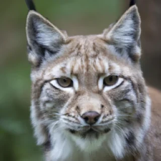 Un lynx