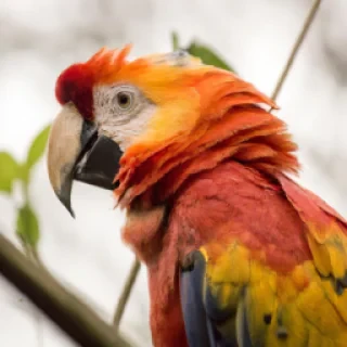 Eloé Cattaï