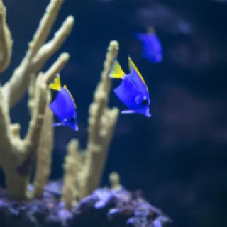 Daimons