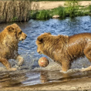 Le jeux