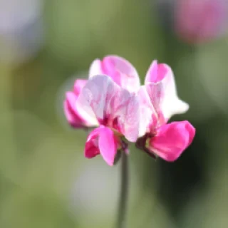 Identifier une fleur