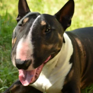 un bull terrier