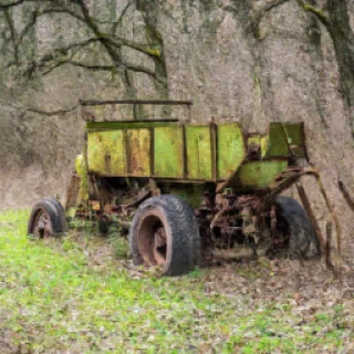 700 timanttia 99 in the forest