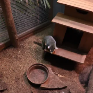 A jumping in his house