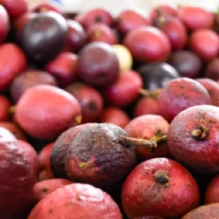 Le kitsouné blox fruit