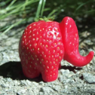 Strawberry, éléphant