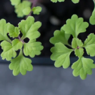 Plant