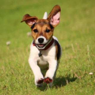 Poppy playtime