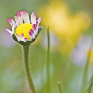 _pdoplcib