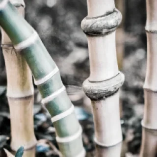 Valerievauttier@orange.fr