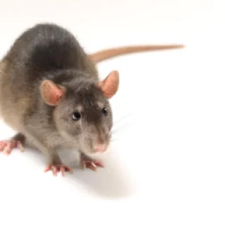 un rat