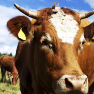 Vache