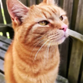 En bild på en rosa katt